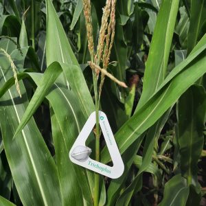 Trichoplus kukorica biológiai védelem
