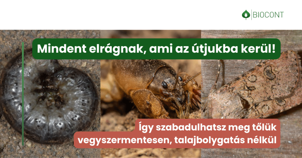 Talajlakó kártevők, amelyek mindent elrágnak