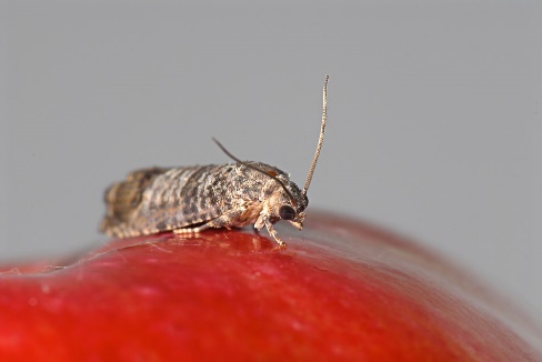 az-almamoly-elleni-vedekezeshez-hasznaljunk-virus-keszitmenyt-hagyomanyos-akg-es-bio-ultetvenyekben-2