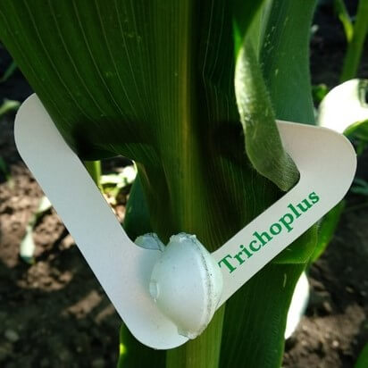 harom-innovativ-modszer-a-gyapottok-bagolylepke-ellen-kiemelt