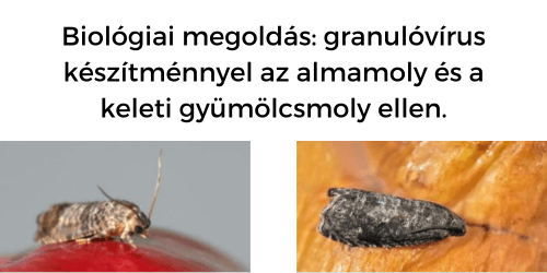 Biológiai megoldás granulóvírus készítménnyel az almamoly és a keleti gyümölcsmoly ellen.