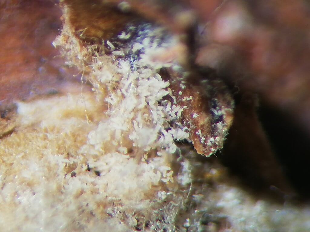 dig