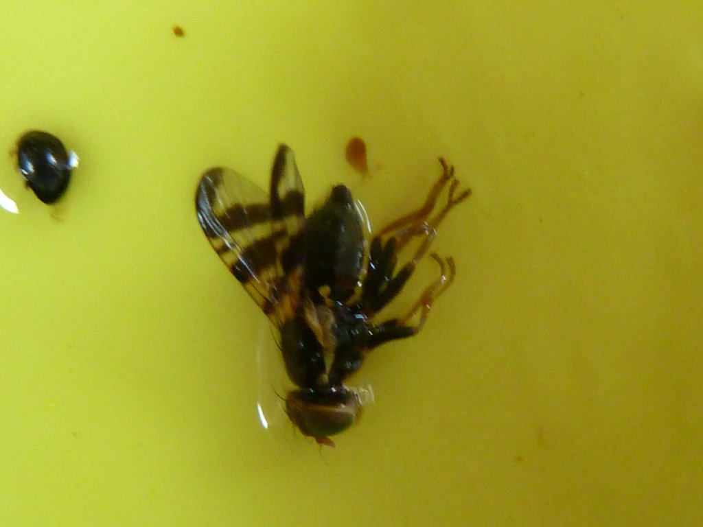 2012_0509_cslégy 009