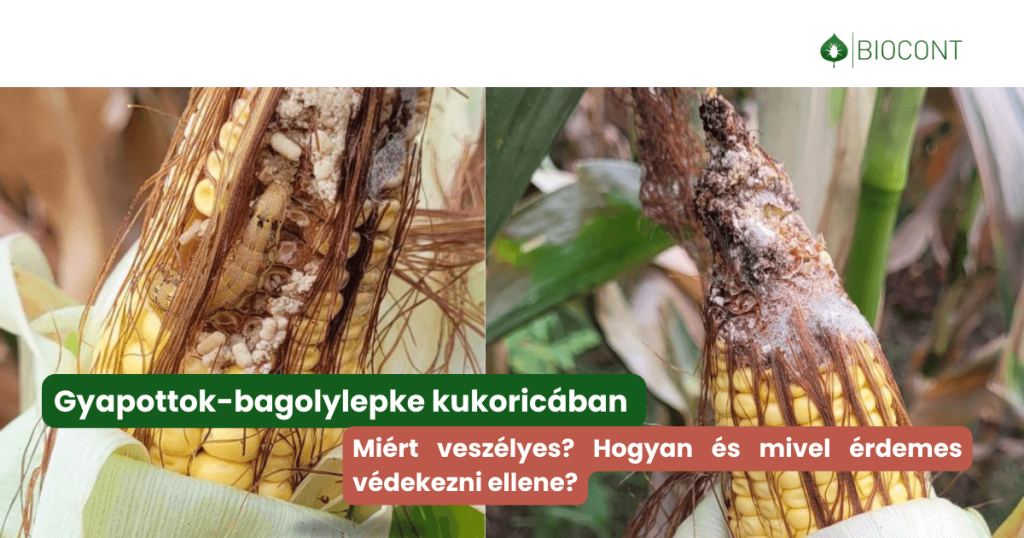 gyapottok_bagolylepke_toxin_kukorica 1200×630