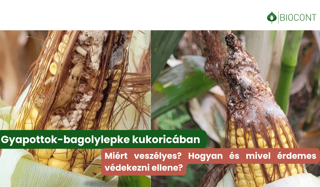 Gyapottok-bagolylepke kukoricában – miért, hogy és mivel érdemes védekezni ellene? 