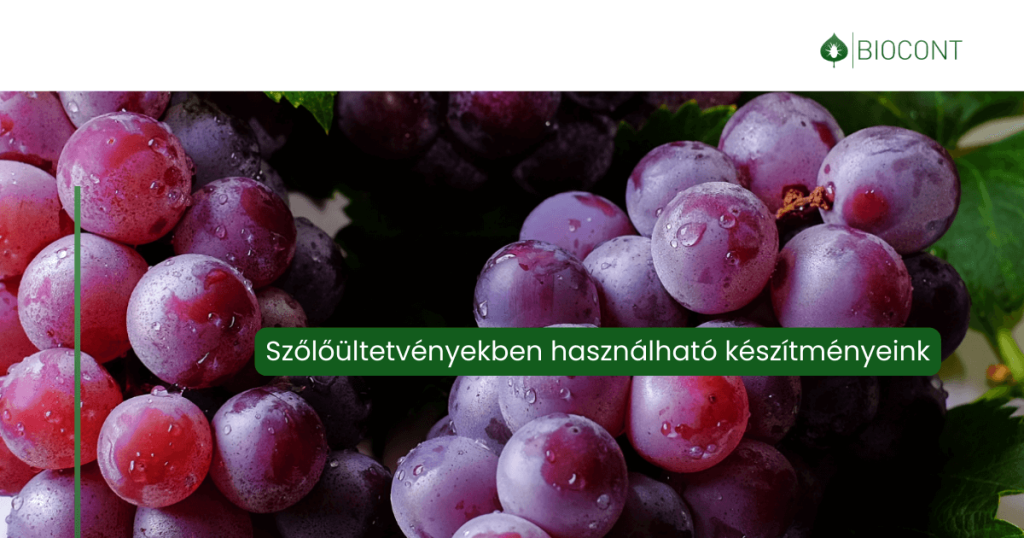 20250307_szőlő_Biocont_1200x630
