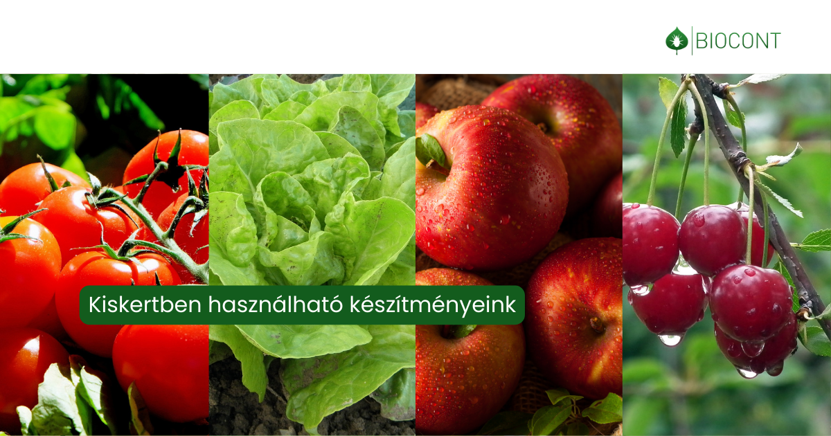 Weboldal_socialsharing_pic (1200 x 630 képpont) (1)