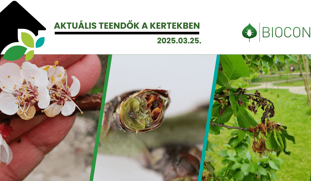Már kezdhetjük a virágfertőző monília elleni felkészülést és kezeléseket, a kora tavaszi fagyokkal is számolnunk kell!