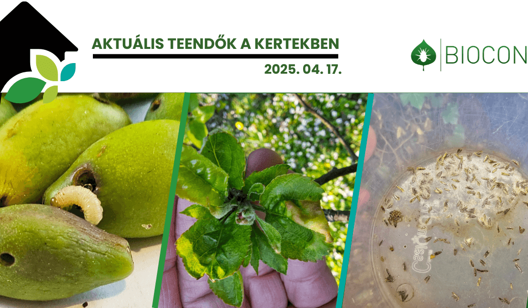 Fagyos éjszakák, moníliaveszély és támadó rovarkártevők – kritikus hetek a gyümölcsösökben