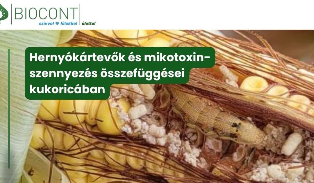Hernyókártevők és mikotoxin-szennyezés összefüggései kukoricában | A gyapottok bagolylepke szerepe