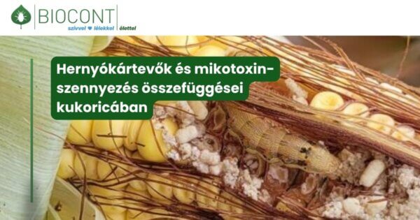 Hernyókártevők és mikotoxin-szennyezés összefüggései kukoricában | A gyapottok bagolylepke szerepe