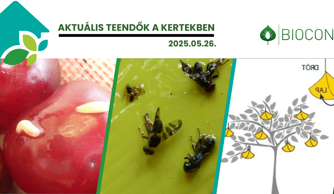 Vigyázat, cseresznyelégy! – Amit most tudni kell a biológiai védekezéshez