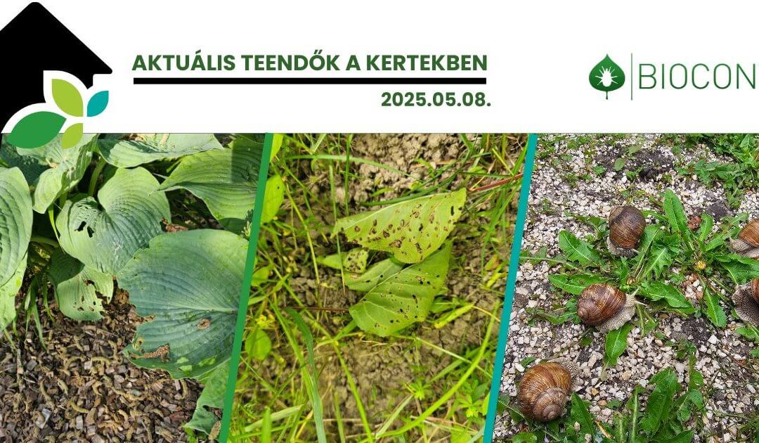 Lombtalan nyár, terméketlen jövő? – Biológiai védekezés gombák, csigák és talajkártevők ellen!