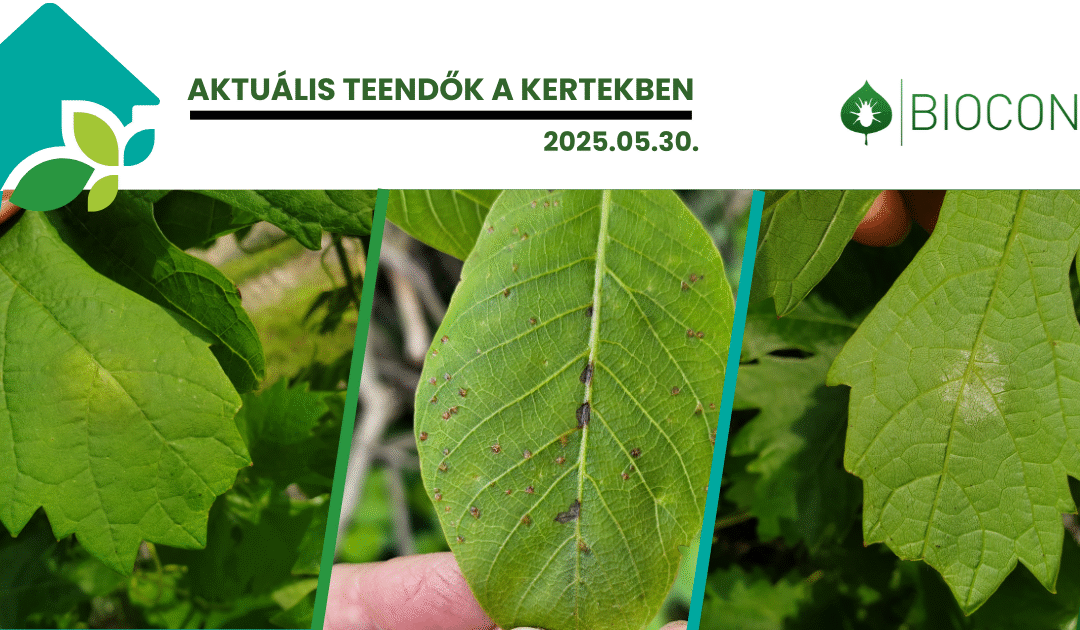 A dió és a szőlő védelme egyre aktuálisabb– növényvédelmi teendők a kiskertben!