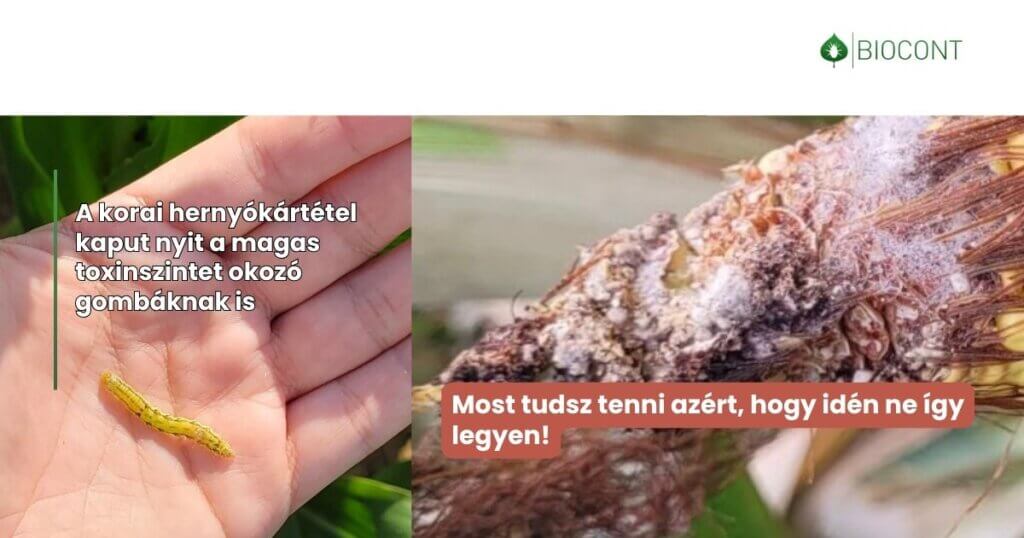 Weboldal_socialsharing_pic (1200 x 630 képpont)