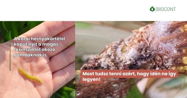 Toxinmentes kukorica? A hernyók elleni védekezés nélkül szinte lehetetlen! 