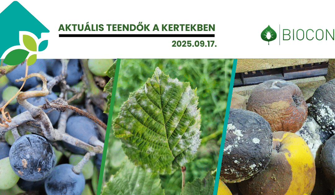 Őszi védekezés: lisztharmat és tárolási betegségek ellen továbbra is indokolt a permetezés