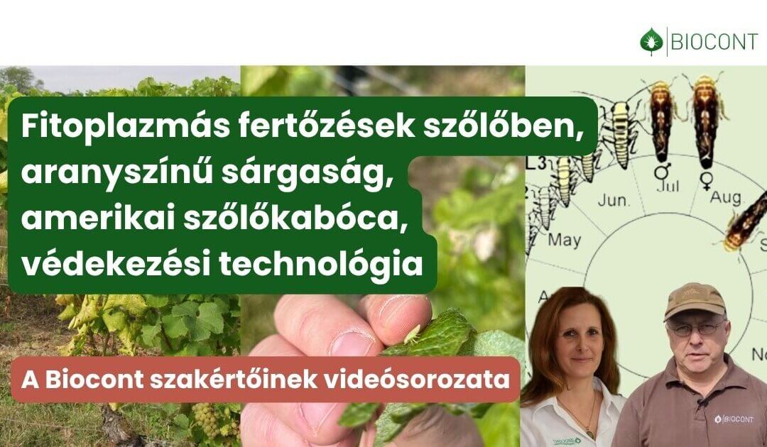 A szőlő aranyszínű sárgasága – minden, amit tudni érdemes a fitoplazmás fertőzésről és az amerikai szőlőkabócáról 