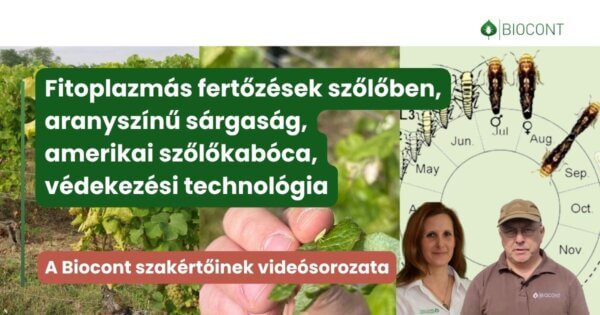 A szőlő aranyszínű sárgasága – minden, amit tudni érdemes a fitoplazmás fertőzésről és az amerikai szőlőkabócáról 
