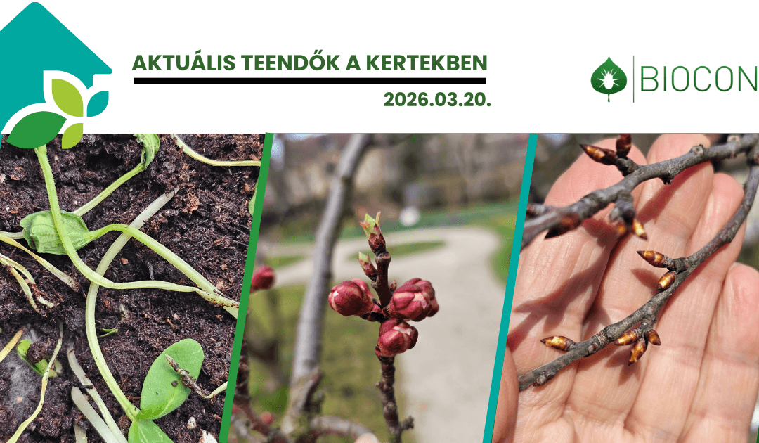 Tavaszi növényvédelem lépésről lépésre: palántadőlés, gombák, kártevők és a lemosó permetezés