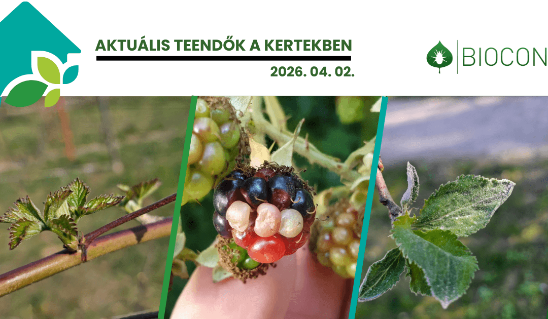 Fajtaválasztási buktatók és aktuális növényvédelmi teendők március végén