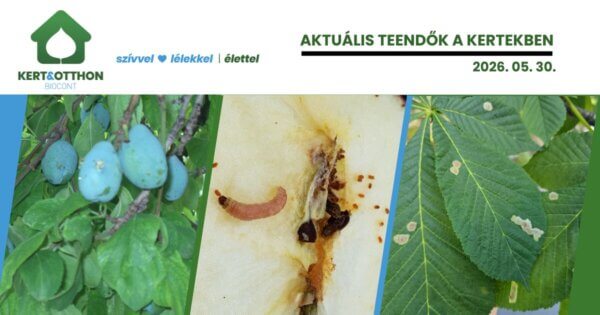 Gyümölcsmolyok rajzása megkezdődött – Védekezési lehetőségek a házikertben