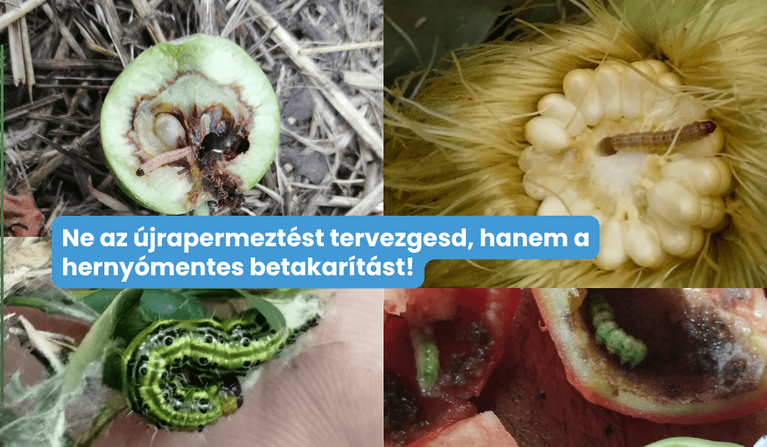 Gyapottok-bagolylepke? Gyümölcsmolyok? Kukoricamoly? -Most szinte minden kultúrát nagy számban támadják a kártevő lepkék! 