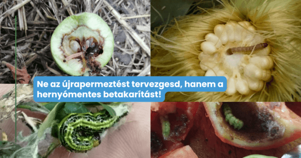 Gyapottok-bagolylepke? Gyümölcsmolyok? Kukoricamoly? -Most szinte minden kultúrát nagy számban támadják a kártevő lepkék!