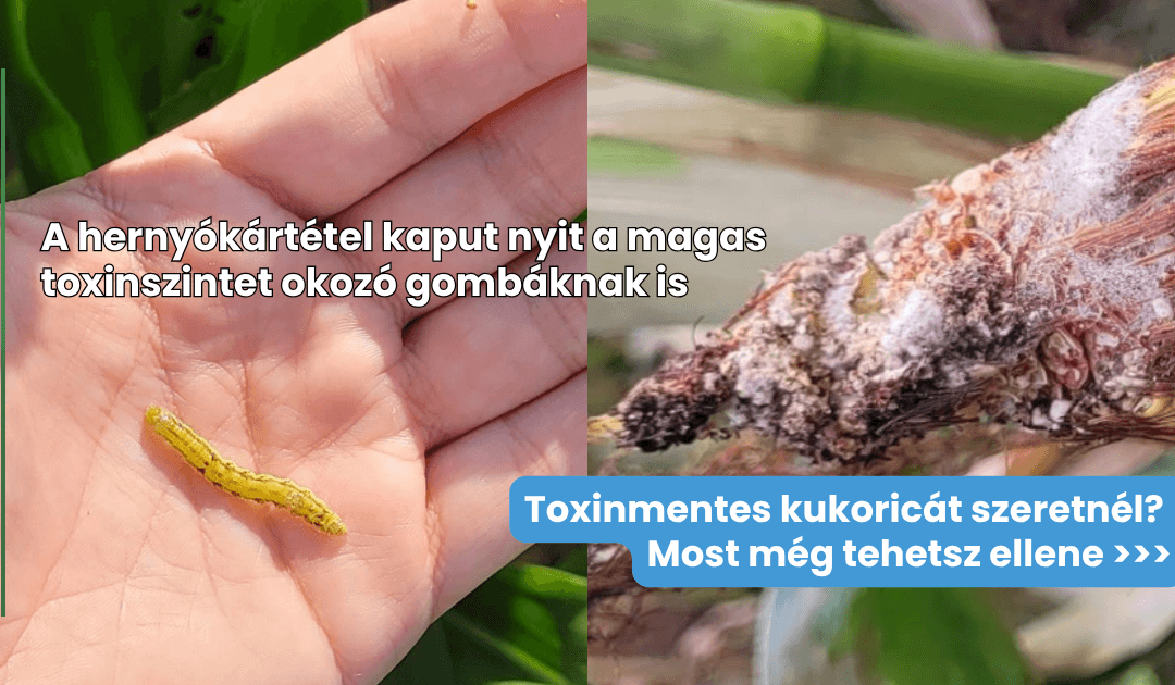 A toxinmentes termés kulcsa a hernyók elleni védekezés a kukoricában | Védelem a kukoricamoly és gyapottop-bagolylepke ellen