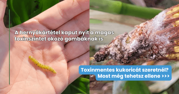 A toxinmentes termés kulcsa a hernyók elleni védekezés a kukoricában | Védelem a kukoricamoly és gyapottop-bagolylepke ellen