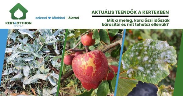 Mik a meleg, kora őszi időszak jellemző károsítói és mit tehetsz ellenük? – 2026. évi 20. felhívás