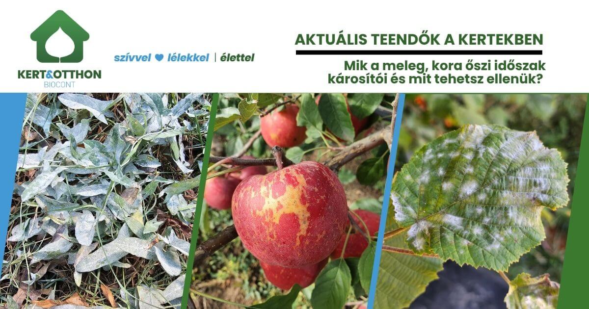 Nyár végi növényvédelem: lisztharmat, kártevők és védekezés | Biocont