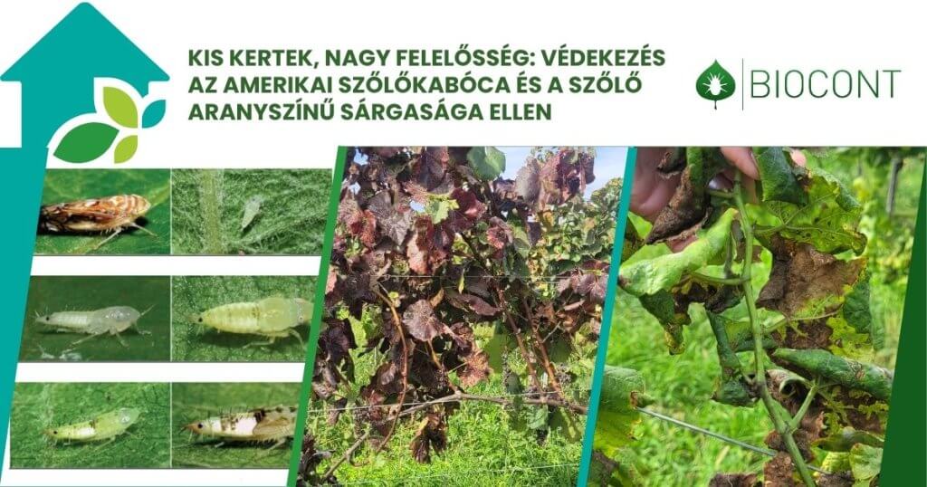 A szőlő aranyszínű sárgasága és az amerikai szőlőkabóca